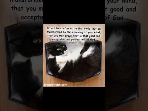 #music #christianmusic #gospelmusic #countrymusic #cat #love #christiansongs #dailybibleverse #cute