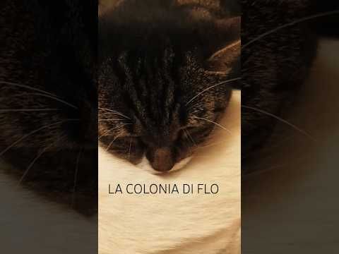 Volete Sapere Qual è Il Miglior Cuscino Del Mondo? Eccolo! #shorts #cat #hilariouscats #funnycats