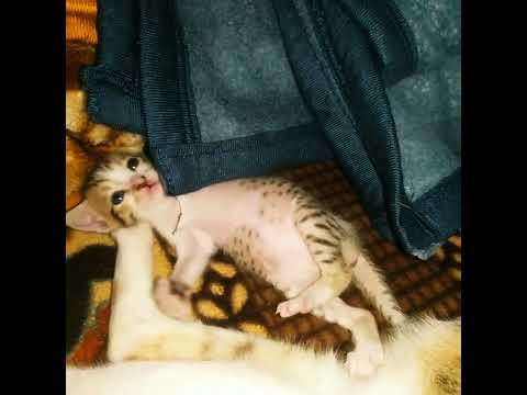 meow😻 #shorts #viral #cat #kitten #catlove #animal #animallovers #cute #love #trending #cutie #baby