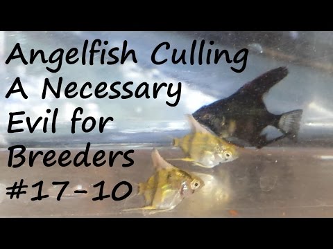 Angelfish Culling - A Necessary Evil for All Breed If you want to be known as a breeder of quality fish you must undertake the necessary task of cullin