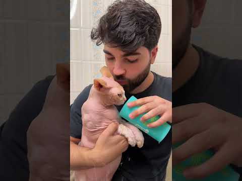 primeiro banho do ano no meu gato pelado