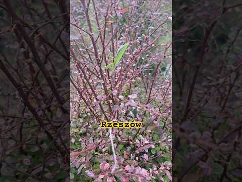 Wysyp modliszek w centrum miasta #insect #mantis #religiosa