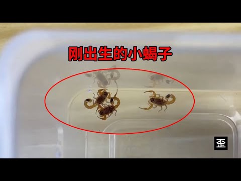 剛出生不久的小蝎子好可愛，放在手上會被毒刺蜇嗎？【歪點子實驗室】