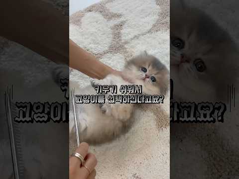 고양이는 키우기 쉽다는 말만 믿고 데려오셨다면, 잠깐만요!🐱