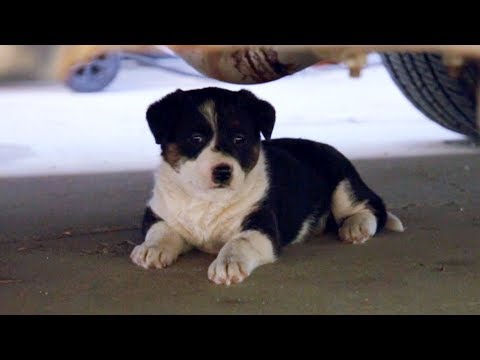 Dogs around the Shop | Motor Trend