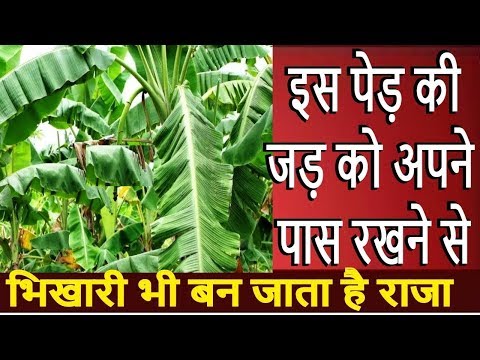 चमत्कारी उपाय इस पेड़ की जड़ को अपने पास रखने से भिखारी भी बन जाता है राजा