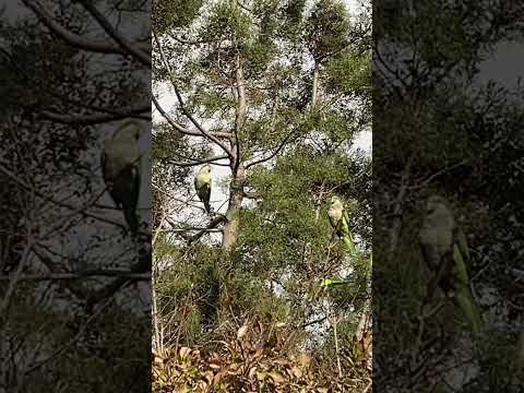 Beautiful parrots #parrot #parrots #park #málaga #benalmádena #spain #birds #bird #pets #animals
