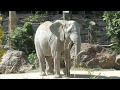 Fun Animal Facts Exploration