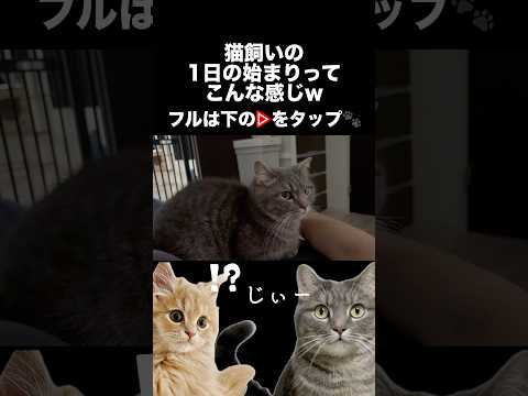 猫の動画サムネイル - 猫飼いの朝ってこんな感じです#shorts #猫 #猫好きさんと繋がりたい