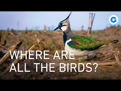 Crisis in the Quiet Countryside | Where Have the Birds Gone?