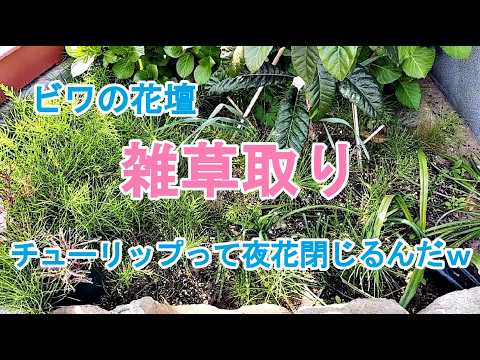 【ガーデニングDIY】ビワ花壇の雑草取りスギナだらけ