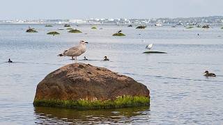 YouTube video thumbnail: Europe Looks for a Prescription to Clean up the Baltic