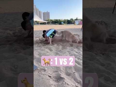 Two hands VS Four hands! #funny #dog #shorts