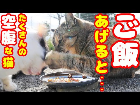 たくさんの空腹な猫たちにご飯をあげると・・・ さくらねこと野良猫への給餌 癒され野良猫動画 感動猫動画