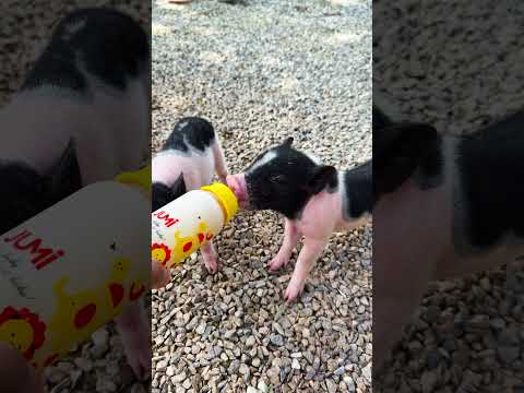 con heo đất , chú vịt con, con lợn éc, con cào cào , chú lợn dễ thương #cute
