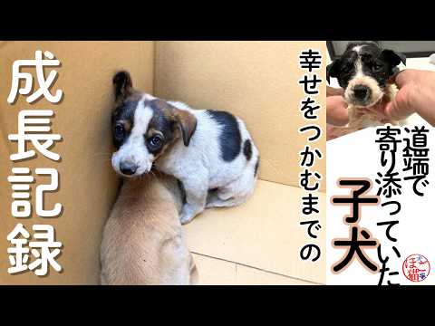 【保護犬　子犬　子猫】道端で寄り添っていた子犬の成長記録