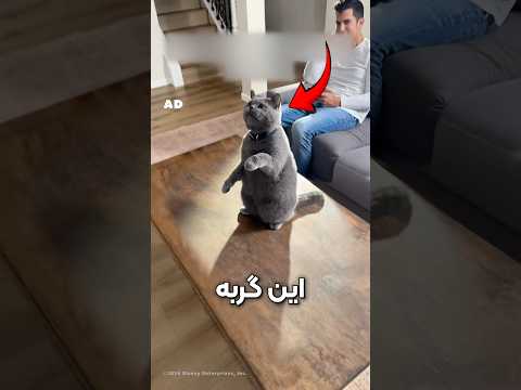 این گربه فکر می‌کنه شیر شاهه!