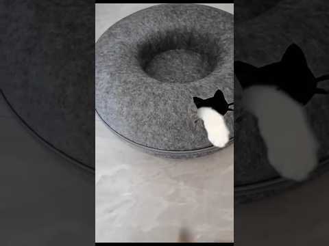 #cats #cutecat #funnycats #explore #cuteanimals