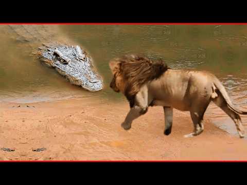 ¡Este León Se Metió Con El Oponente Equivocado! -Animales que se metieron con el OPONENTE EQUIVOCADO