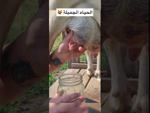الحياه الجميلة 😻😍🥰💚💙 #اكسبلور #طبيعة #معزة #أغنام #مناظر #soufianewolf  #short  #shorts