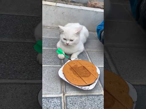 Squid game || Cat IQ 200 #squidgame2 #squidgame