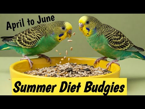Summer Diet Budgies and Lovebirds #lovebirds #budgies