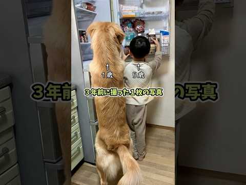 あれから３年経っても♪ #goldenretreiver