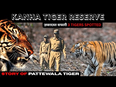 ज़बरदस्त सफारी 3 TIGERS SPOTTED | STORY OF PATTEWALA TIGER | KANHA TIGER RESERVE @ONEMILEATATIME02