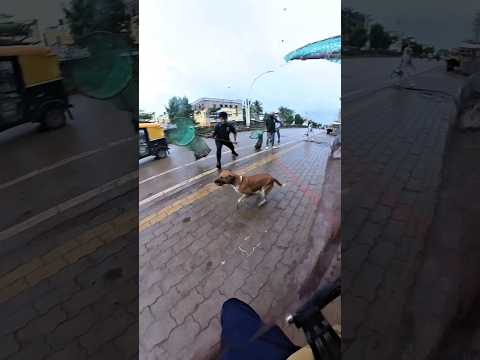 Mafia Unbelievable Dog Catch City #shorts #shortsfeed #youtubeshorts #short