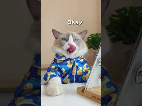 Đầu Bếp Mèo #Shorts