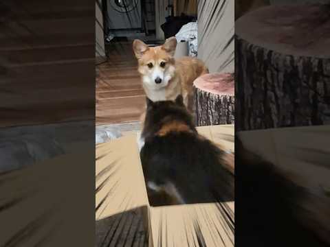 ヤンニョムハシビロコウ #柴犬スティーブ