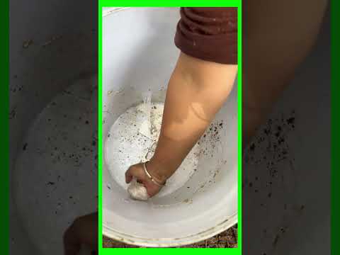 TECHNIQUE OF SCRAPING THE BARK TO RECEIVE TREE SAP PART7 #caosu #asmr #relaxing