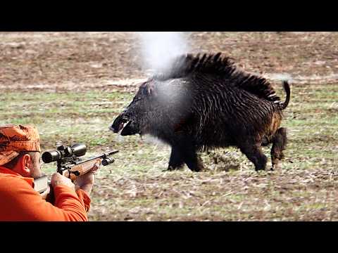 EN İYİ YABAN DOMUZU AVLARI, TOP WILD BOAR HUNTING, hog hunts, pig hunter