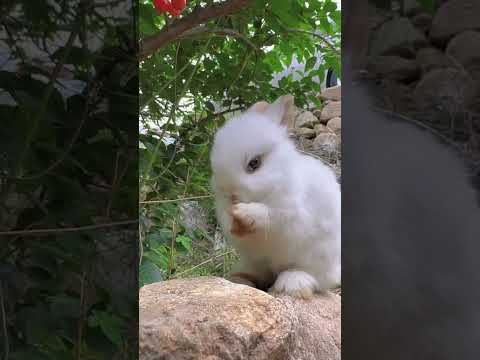 Cute moments of the bunny 01 #bunny #rabbit #cute #rabbits