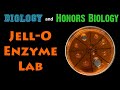 Jello Enzyme Experiment Procedures