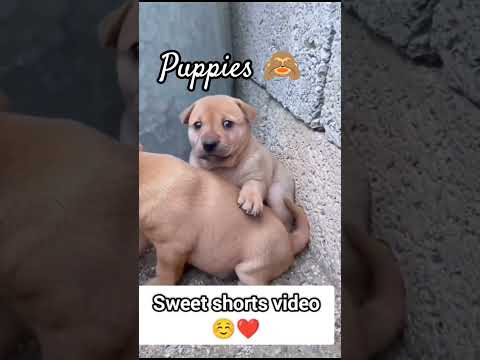 😍🫶🏻#puppy #viralvideo #viral#love #shortvideos #shorts #viralvideo #youtubeshorts #reels #youtuber
