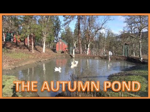 THE AUTUMN POND