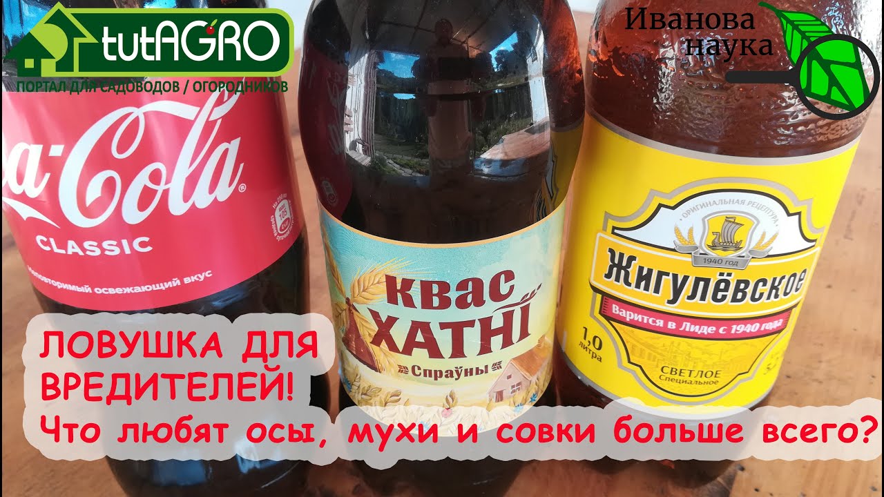 Добрый совет в копилку! Ловушка для ос, мух, моли и совки! Развесьте ловушку в саду и теплице.