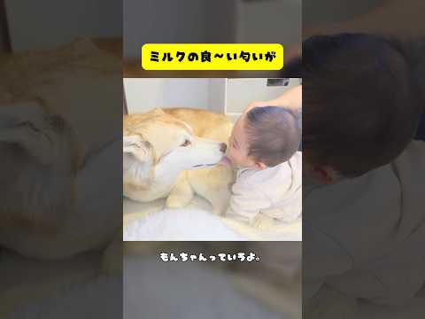 舐められたままじゃ終わらない💪👶#dog #husky #シベリアンハスキー #犬 #shorts #大型犬 #ハスキー
