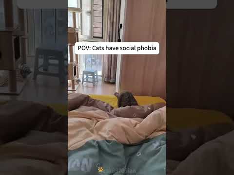 বিড়াল পালাচ্ছে কেন 😳🙄 #shots #cat #video