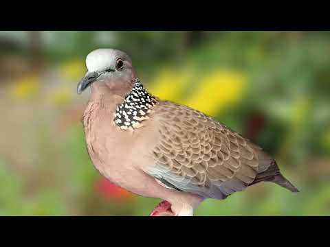 Tiếng Chim Cu Gáy Mồi Chuẩn Cực Hay