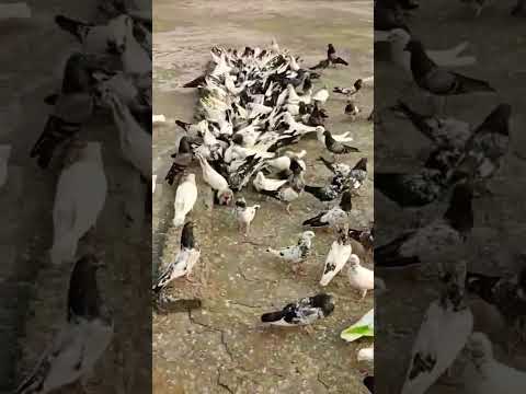 #@saare high flayar kabutar #nice bird #video short #