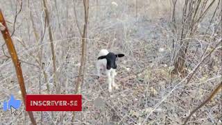 Caatinga: como criar animais na seca