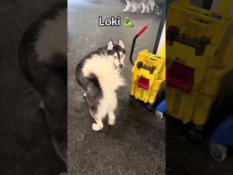 Is Loki two dogs or did the first one just hit a growth spurt ๐ค #doggydaycare #dogs #fypใท #foryou