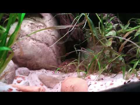 Full tour of my Fish Room showing all 13 aquariums Good Morning.
I moved some plants and fish around, so I wanted to share those changes with you 
Than