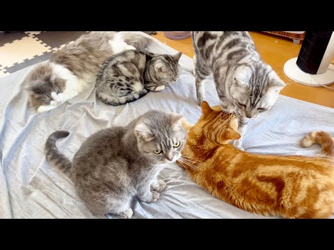 猫の動画サムネイル - チーム『愛』勢揃い！