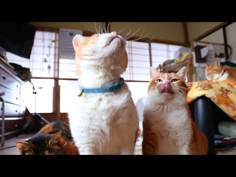猫の動画サムネイル - うずぼー三毛子におやつ　250612