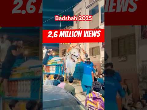 Badshah 2025 Green street #Qurbani #cow