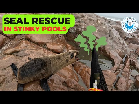 Seal Rescue In Stinky Pools