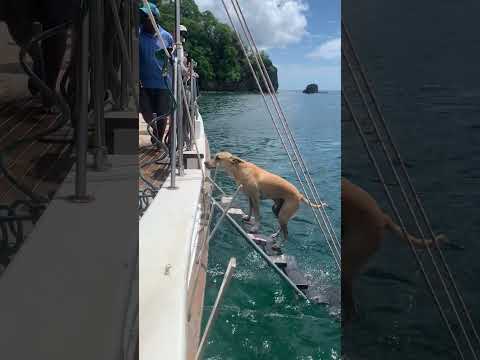 Dog Swims Back to the Boat, Climbs the Ladder, Pauses for a Rinse, and Steps Onto the Deck
